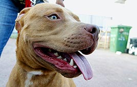 �����: ���� ������'��